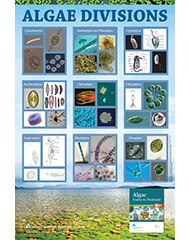Algae Divisions Educational Wall Poster image